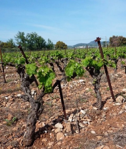 Vente Une propriété viticole de 23 Ha à côté de Pézenas dans la vallée de l'Hérault