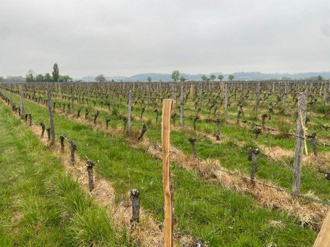Vente Parcelle de vignes de 1 693 m2 à Saint-Émilion (33330) en France