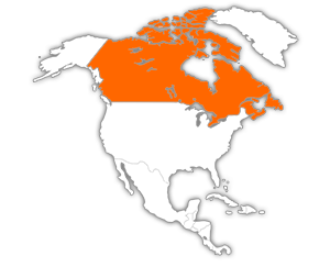 Percé  -  Gaspésie–Îles-de-la-Madeleine  -  Québec - Canada
